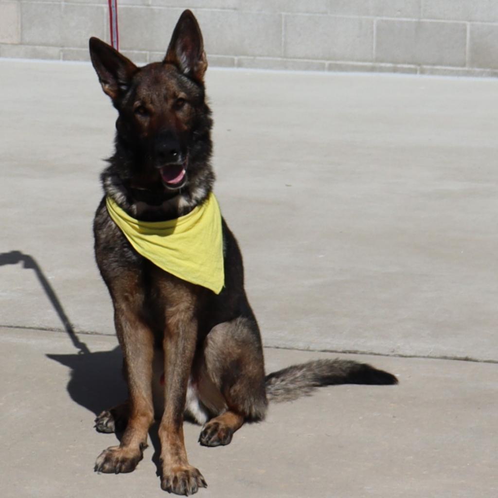 Enlarge Hunter, a Adoptable German Shepherd Dog in Ione, CA image 4/6