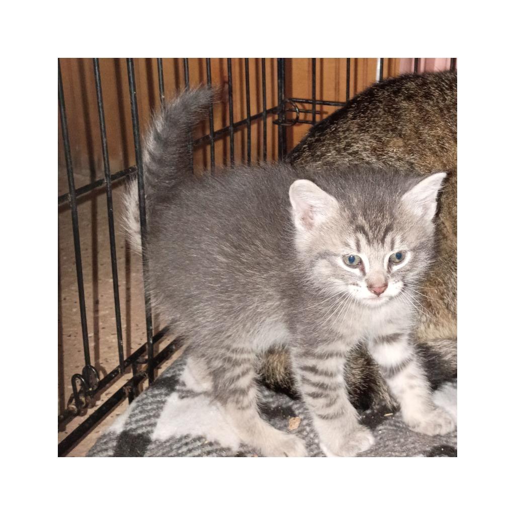 Liliac 3 (I), Adoptable, Kitten Male Domestic Short Hair.