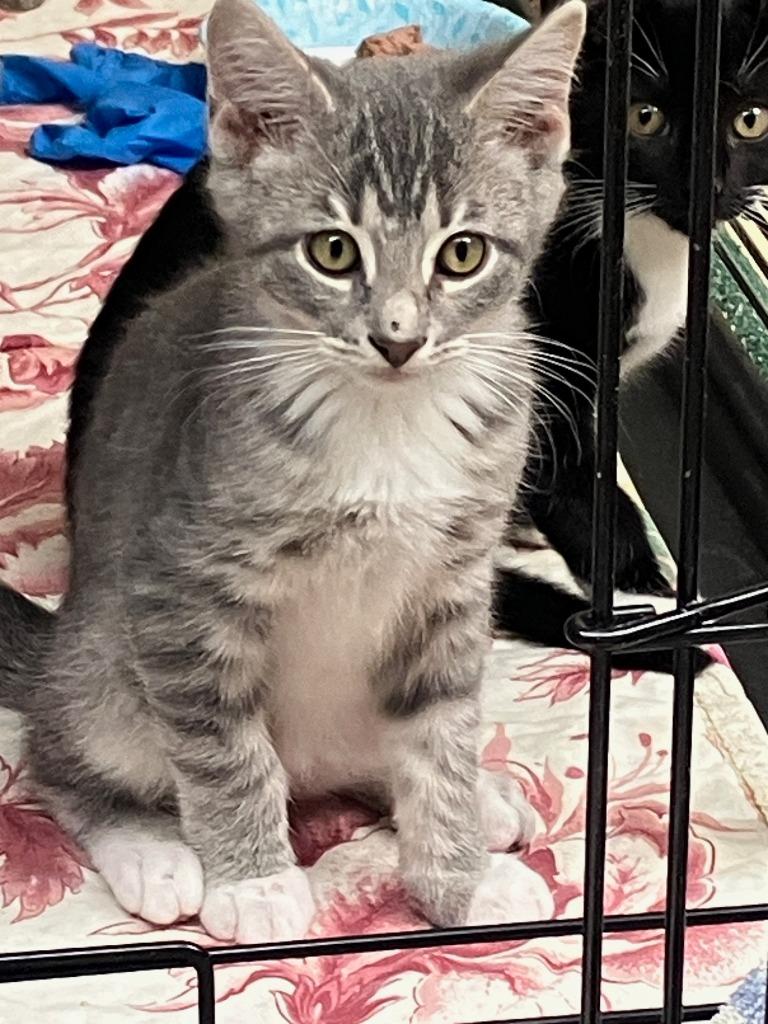 Enlarge Adam. Daisy 6, a Adoptable mixed breed in Lunenburg, MA image 1/1