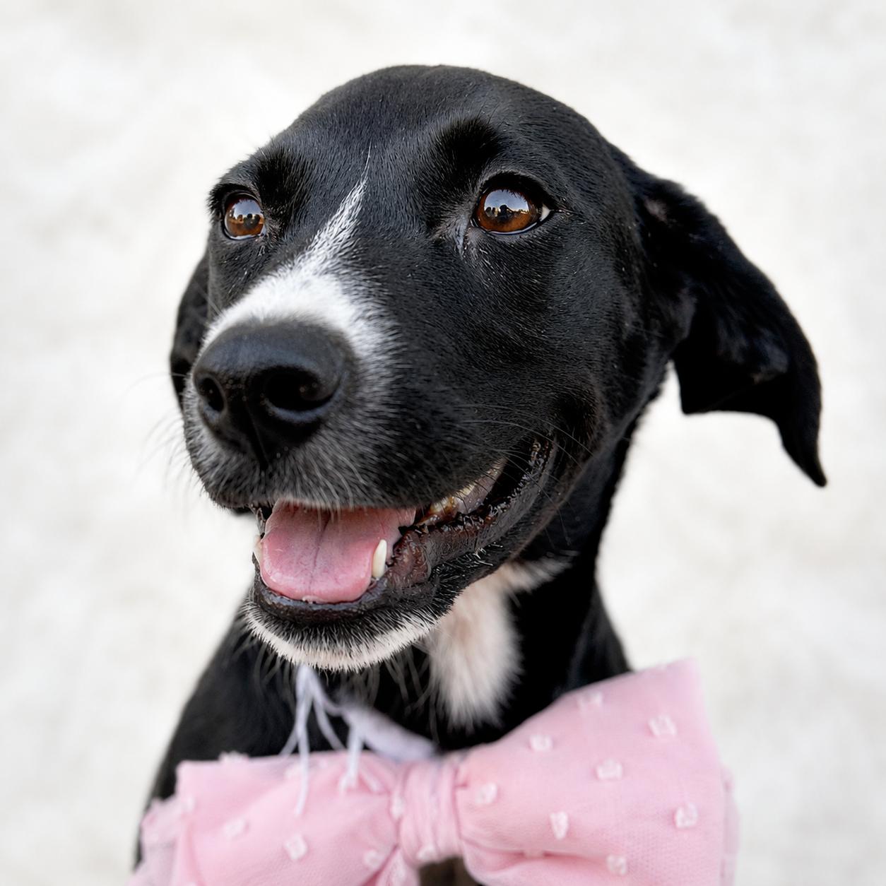 Enlarge Tyra, a Adoptable mixed breed in Hillsborough, NJ image 2/2