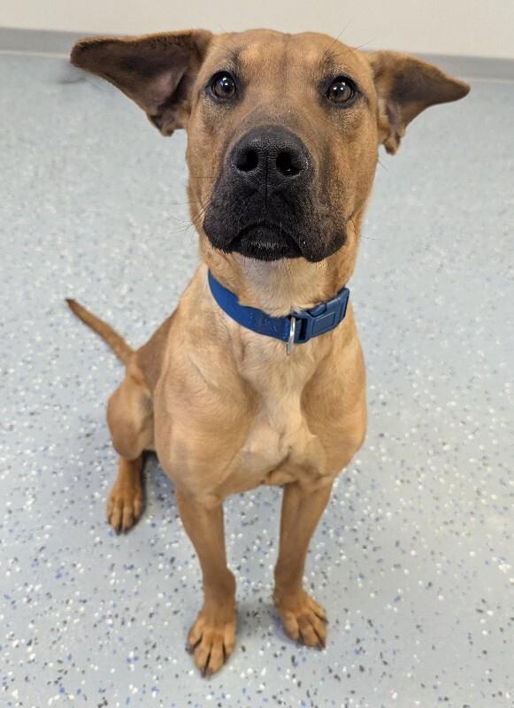 Esme, Adoptable, Adult Female Great Dane & Labrador Retriever.