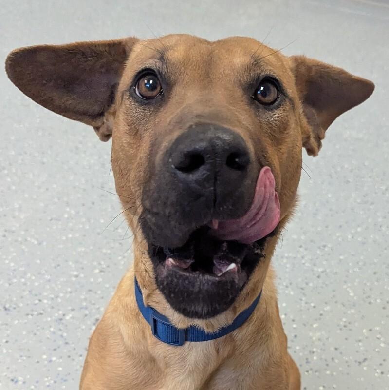 Enlarge Esme, a Adoptable mixed breed in Yankton, SD image 3/6