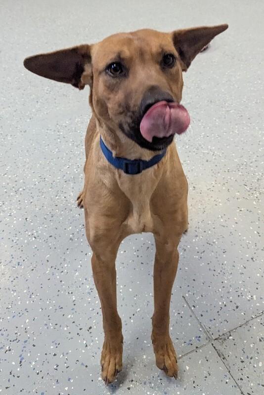 Enlarge Esme, a Adoptable mixed breed in Yankton, SD image 4/6