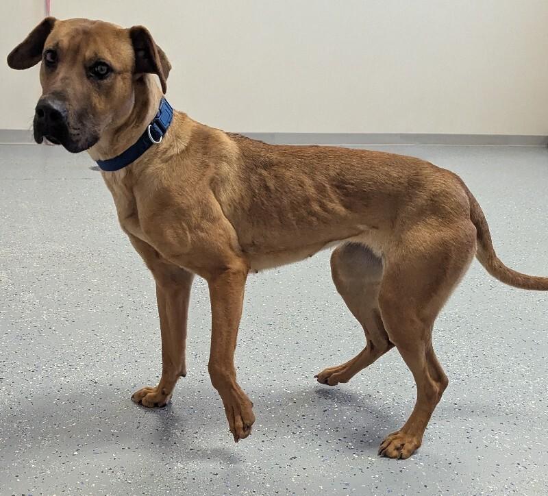 Enlarge Esme, a Adoptable mixed breed in Yankton, SD image 5/6