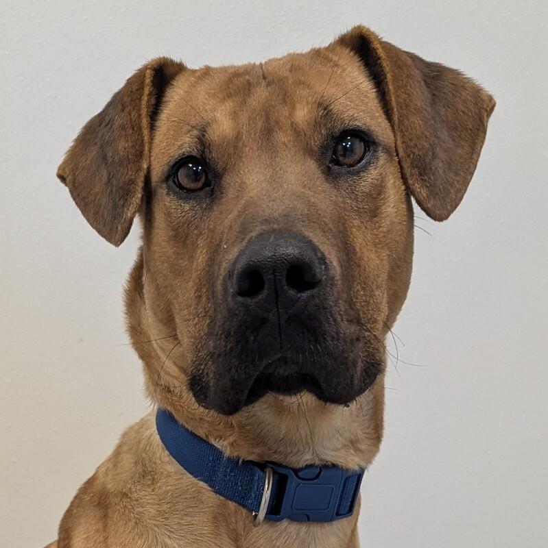 Enlarge Esme, a Adoptable mixed breed in Yankton, SD image 6/6