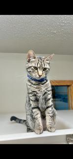 Kelpie, an adoptable Tabby in Spooner, WI, 54801 | Photo Image 1
