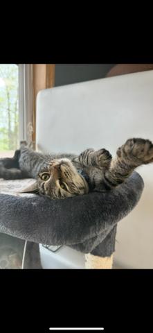 Kelpie, an adoptable Tabby in Spooner, WI, 54801 | Photo Image 2