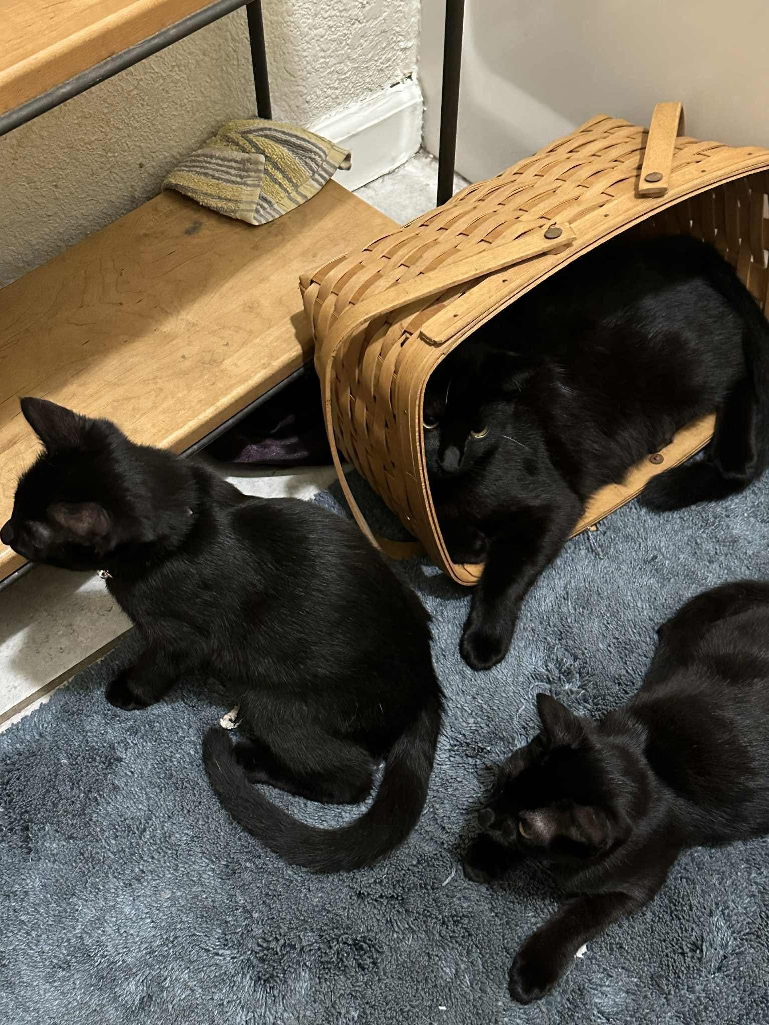 Enlarge Elrond, a Adoptable Domestic Short Hair in Brentwood, CA image 2/2