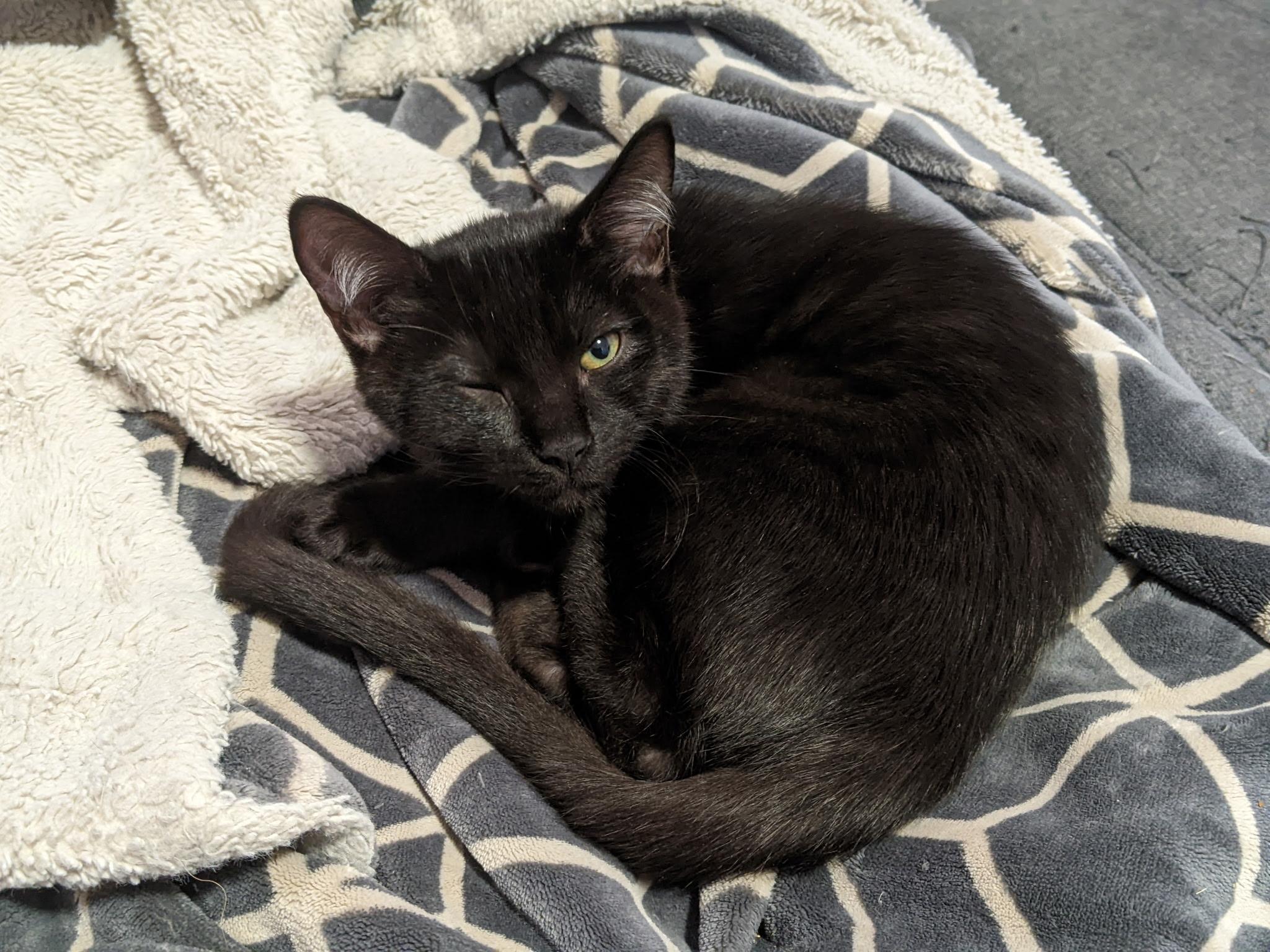 Elrond, Adoptable, Kitten Male Domestic Short Hair.