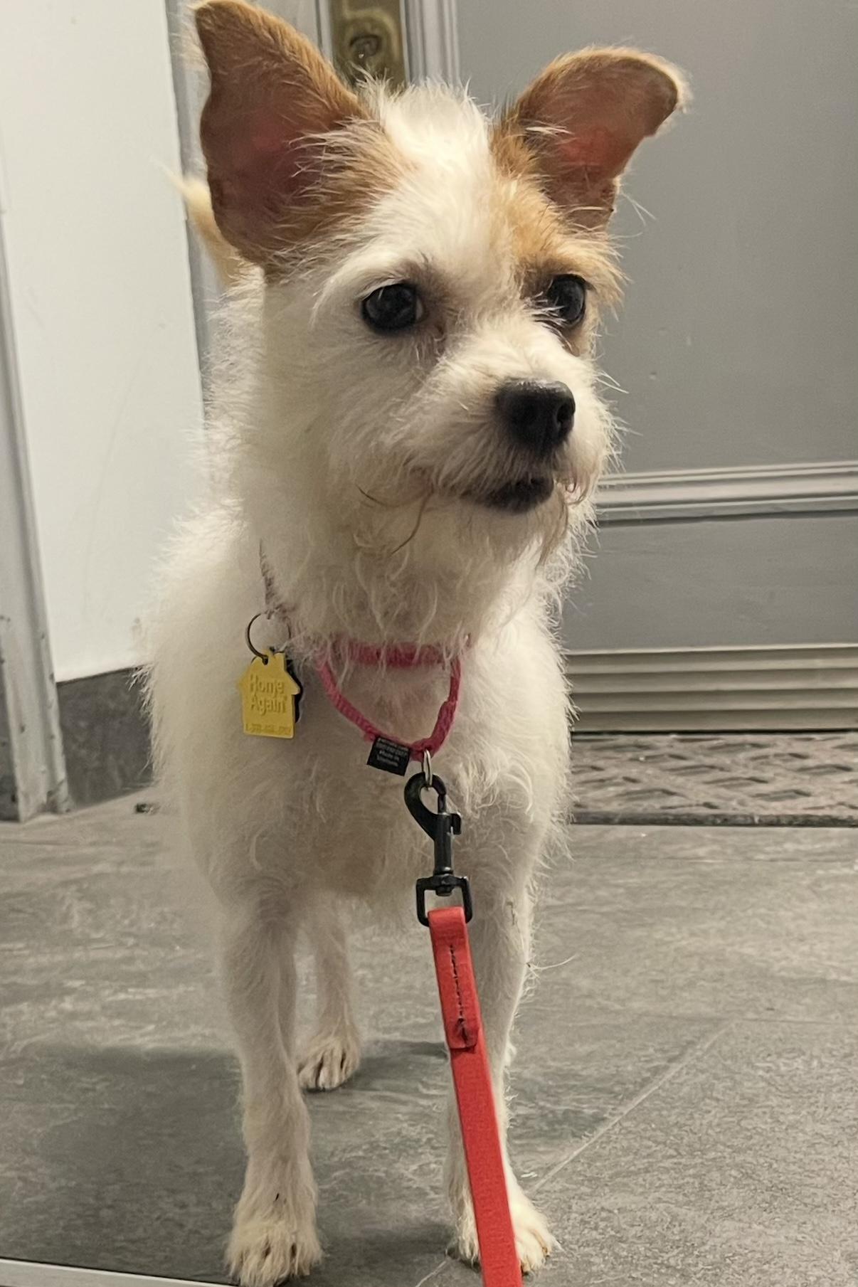Enlarge TERRI, a Adopted mixed breed in New York, NY image 2/6