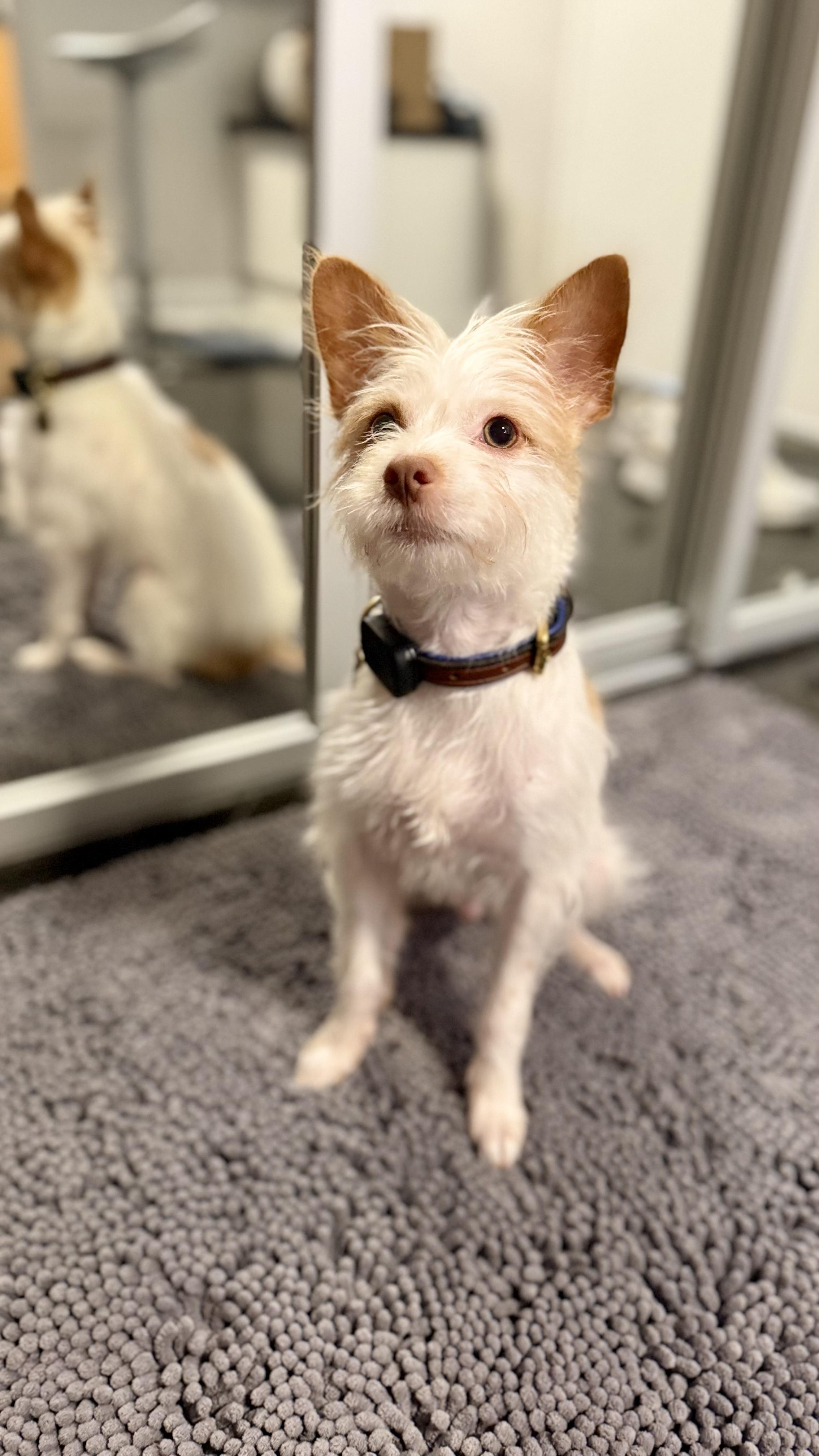 Enlarge TERRI, a Adopted mixed breed in New York, NY image 3/6