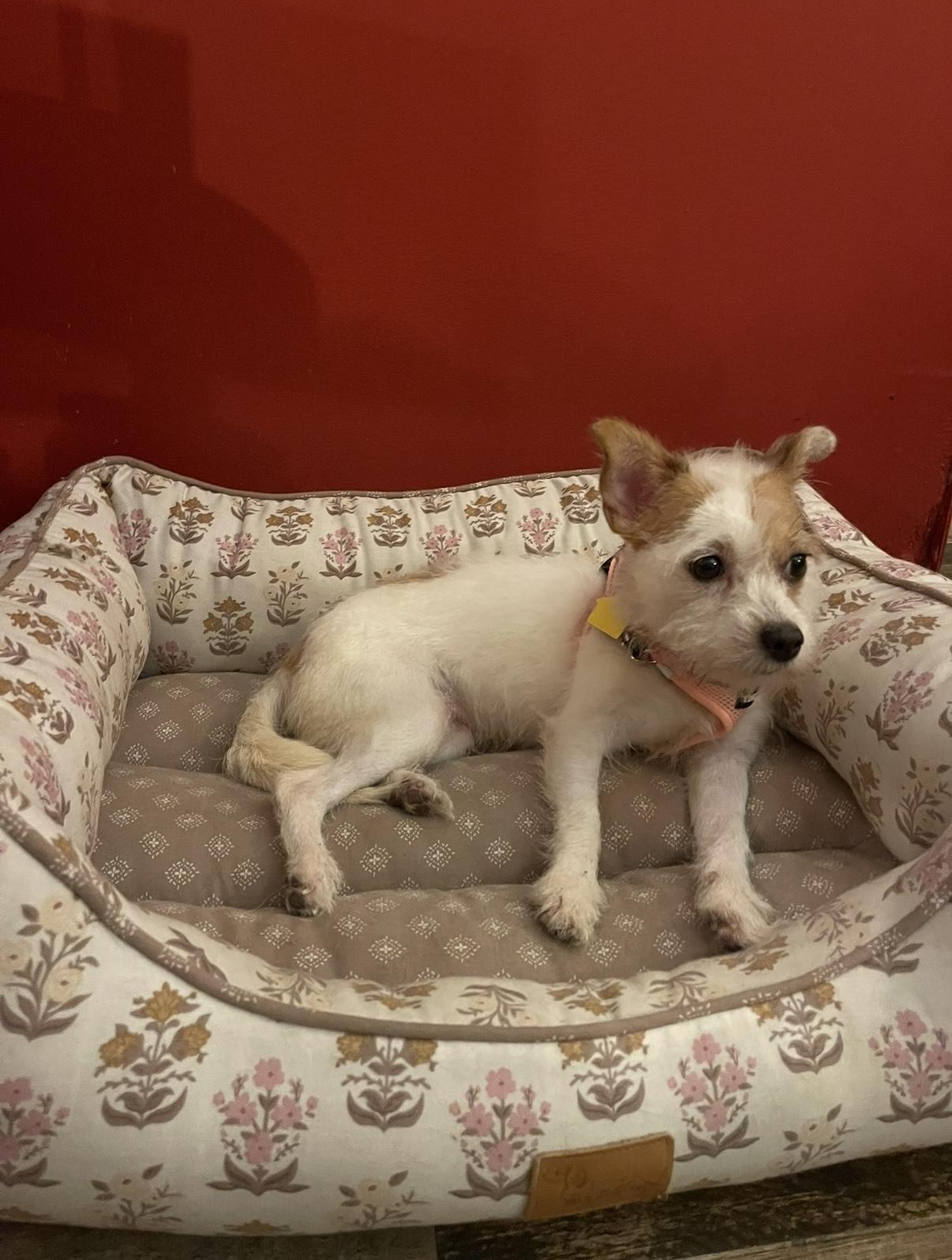 Enlarge TERRI, a Adopted mixed breed in New York, NY image 5/6