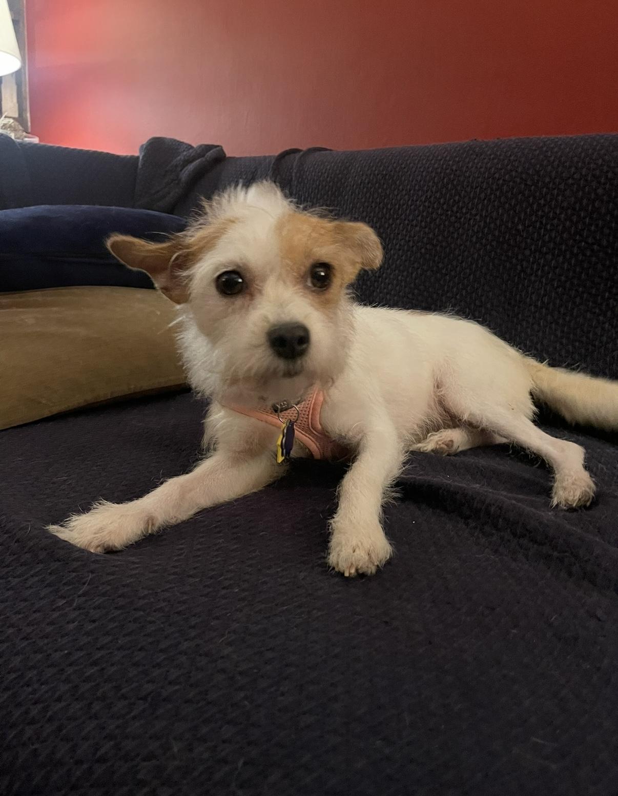 Enlarge TERRI, a Adopted mixed breed in New York, NY image 6/6