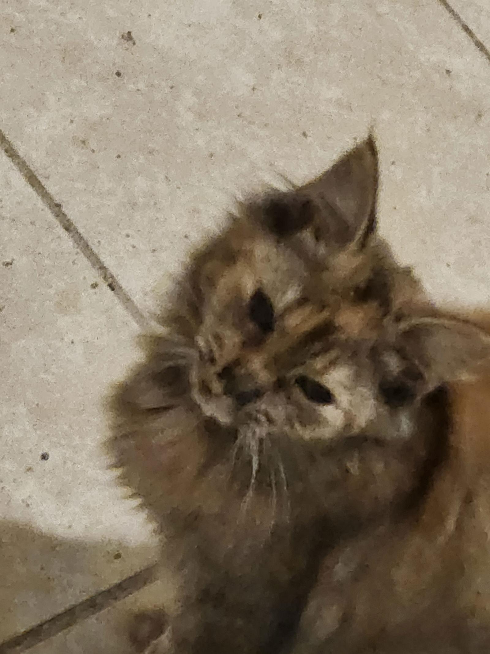 Torta, Adoptable, Kitten Female Tortoiseshell.