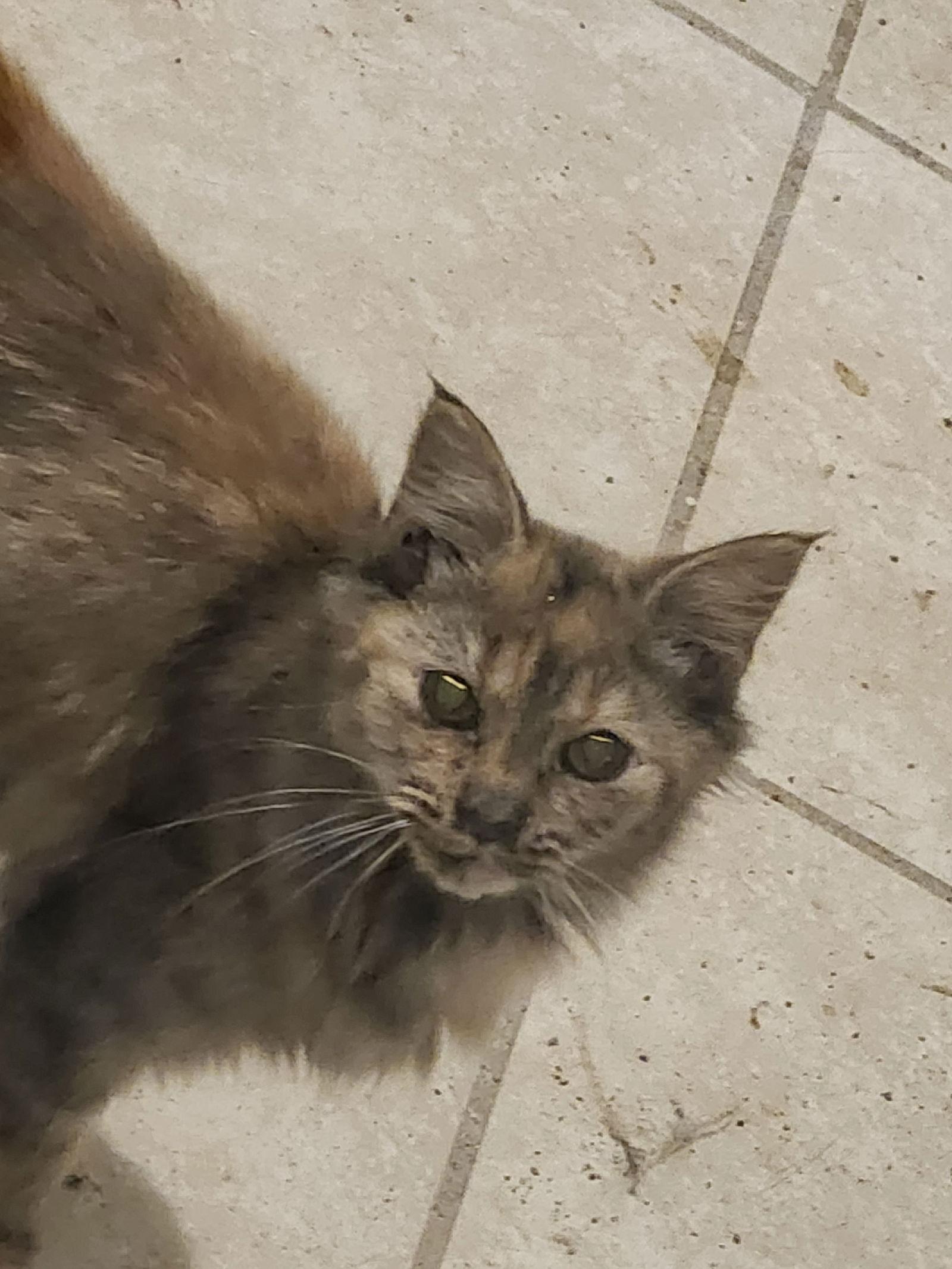 Enlarge Torta, a Adoptable Tortoiseshell in Hartselle, AL image 2/3