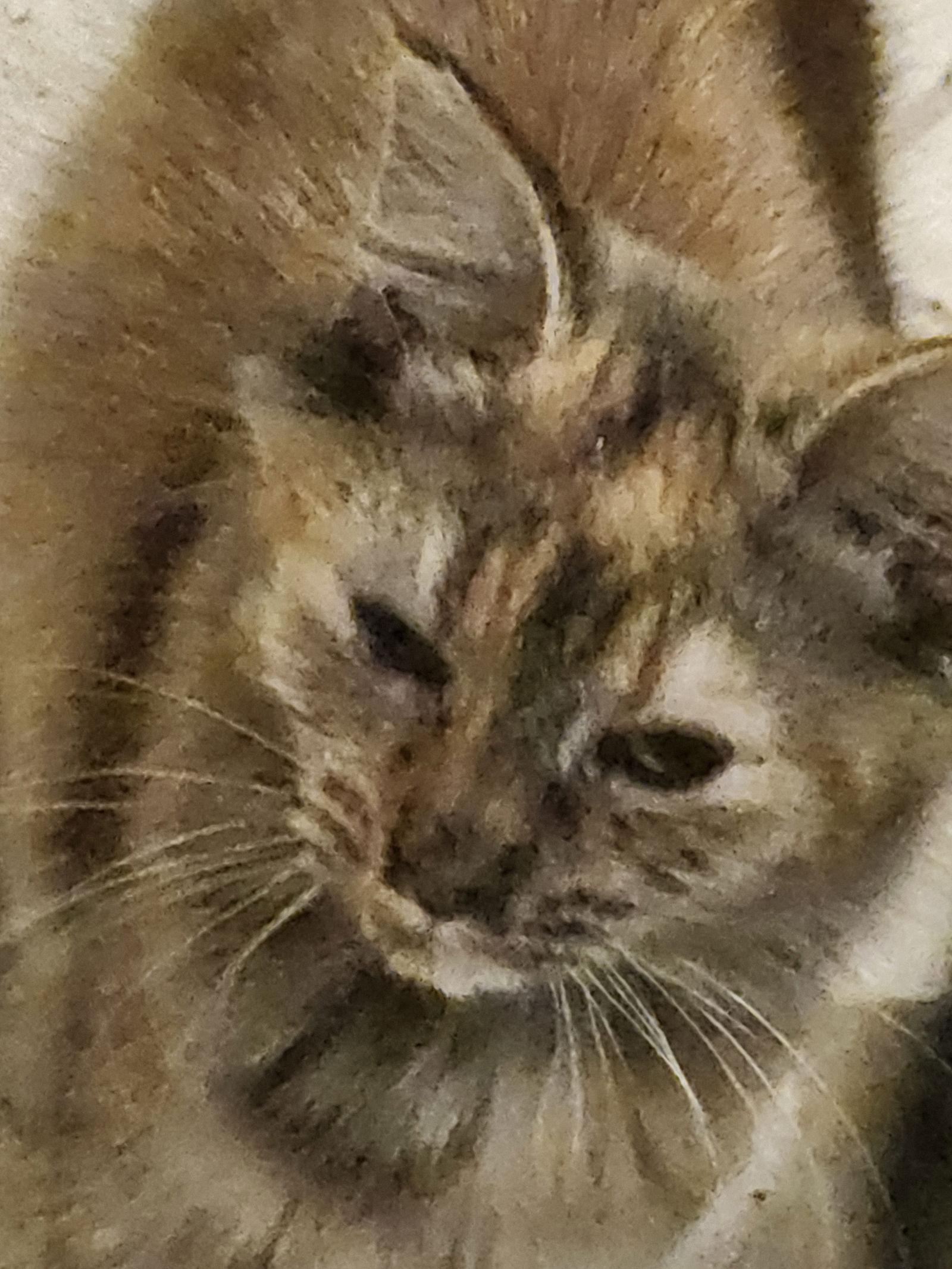Enlarge Torta, a Adoptable Tortoiseshell in Hartselle, AL image 3/3