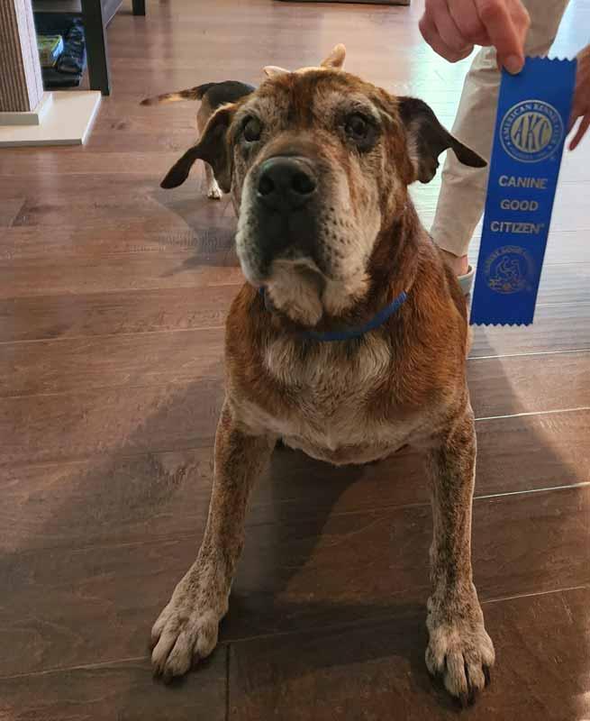 Enlarge Roy, a Adoptable mixed breed in Kennesaw, GA image 5/6