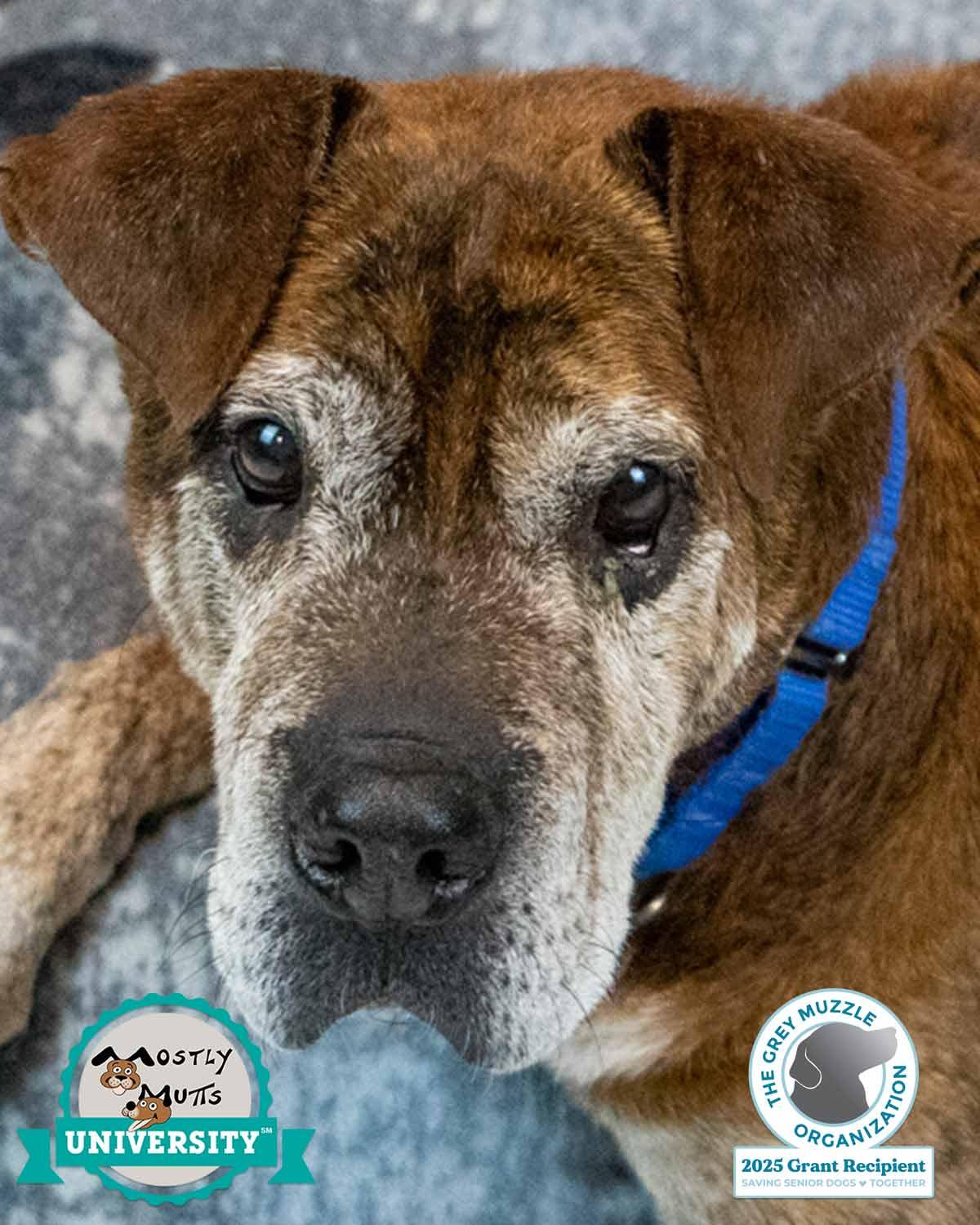 Enlarge Roy, a ADOPTABLE mixed breed in Kennesaw, GA image 1/6