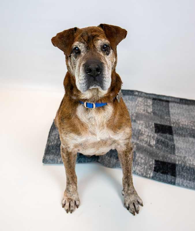 Enlarge Roy, a ADOPTABLE mixed breed in Kennesaw, GA image 5/6