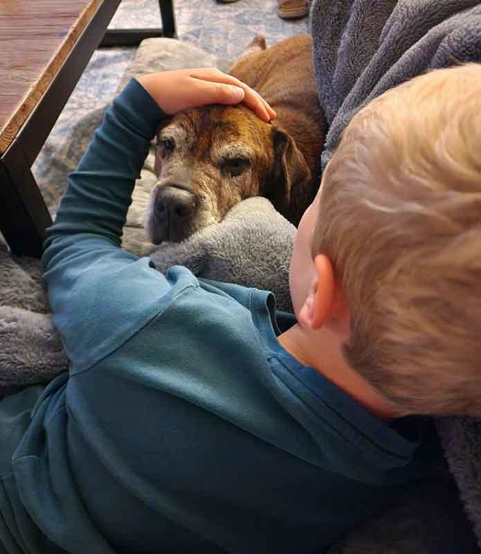 Enlarge Roy, a ADOPTABLE mixed breed in Kennesaw, GA image 4/6