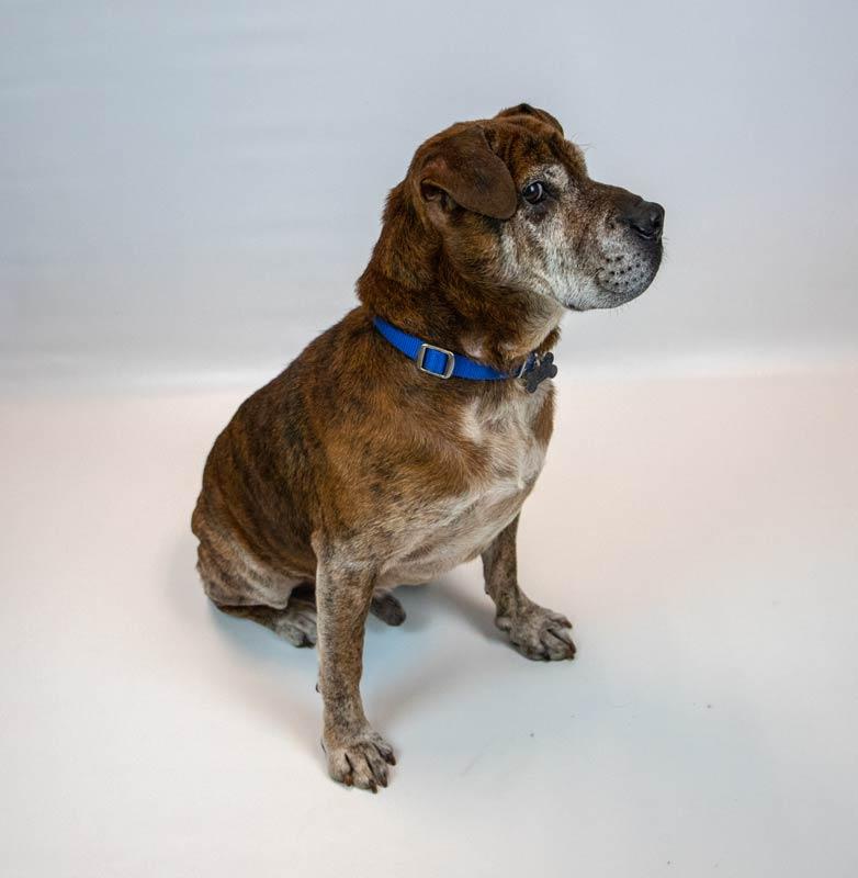 Enlarge Roy, a ADOPTABLE mixed breed in Kennesaw, GA image 3/6