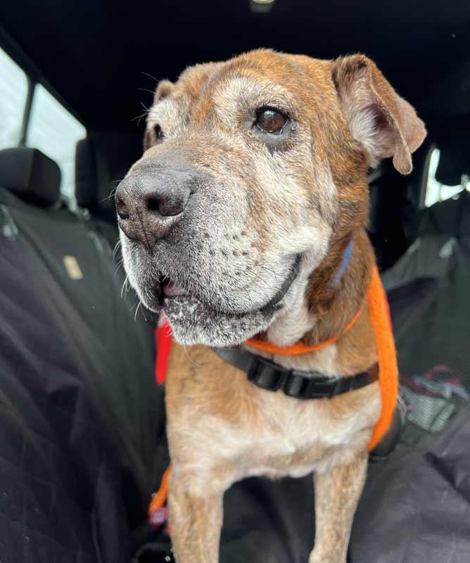 Enlarge Roy, a ADOPTABLE mixed breed in Kennesaw, GA image 2/6