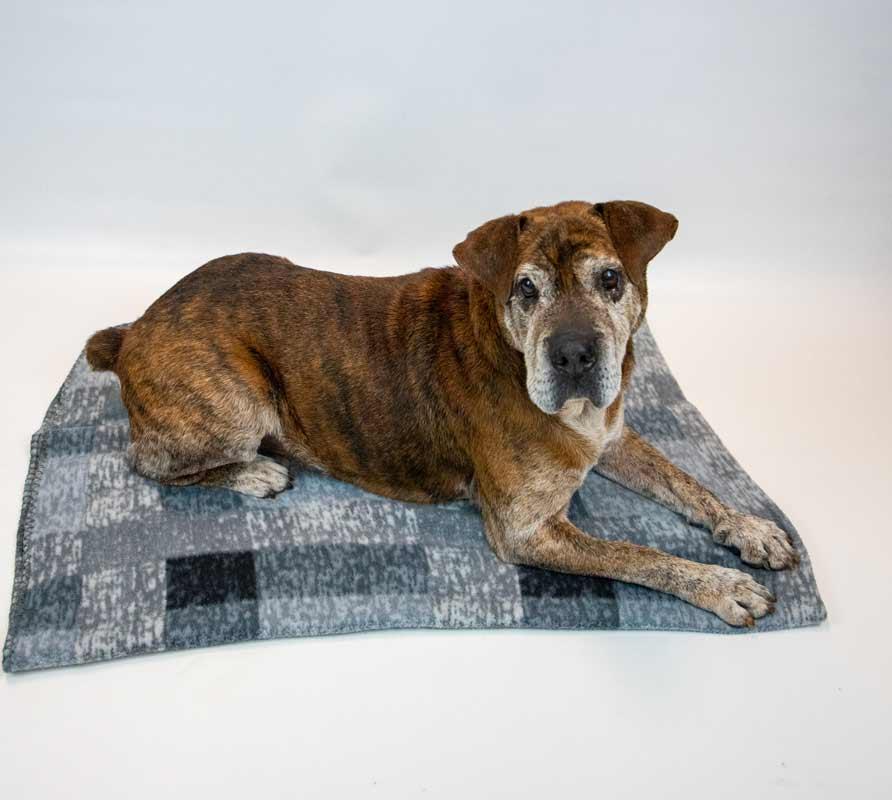 Enlarge Roy, a ADOPTABLE mixed breed in Kennesaw, GA image 4/6