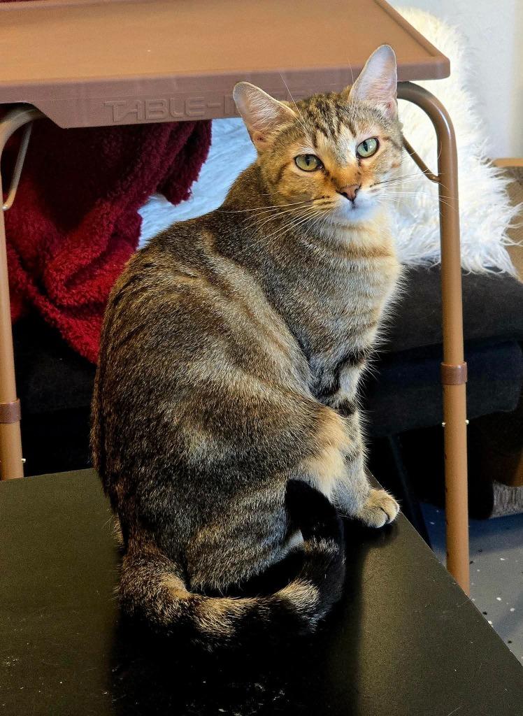 Keke, a Adoptable mixed breed in Miami, OK image 1/4