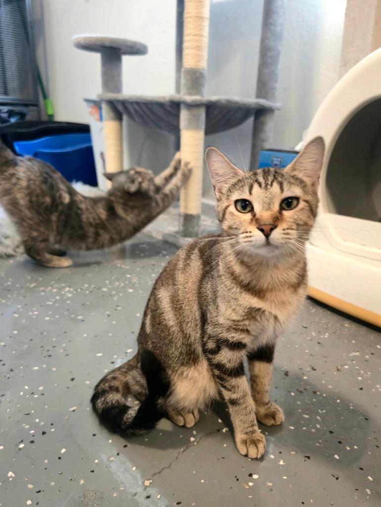 Keke, a Adoptable mixed breed in Miami, OK image 2/4