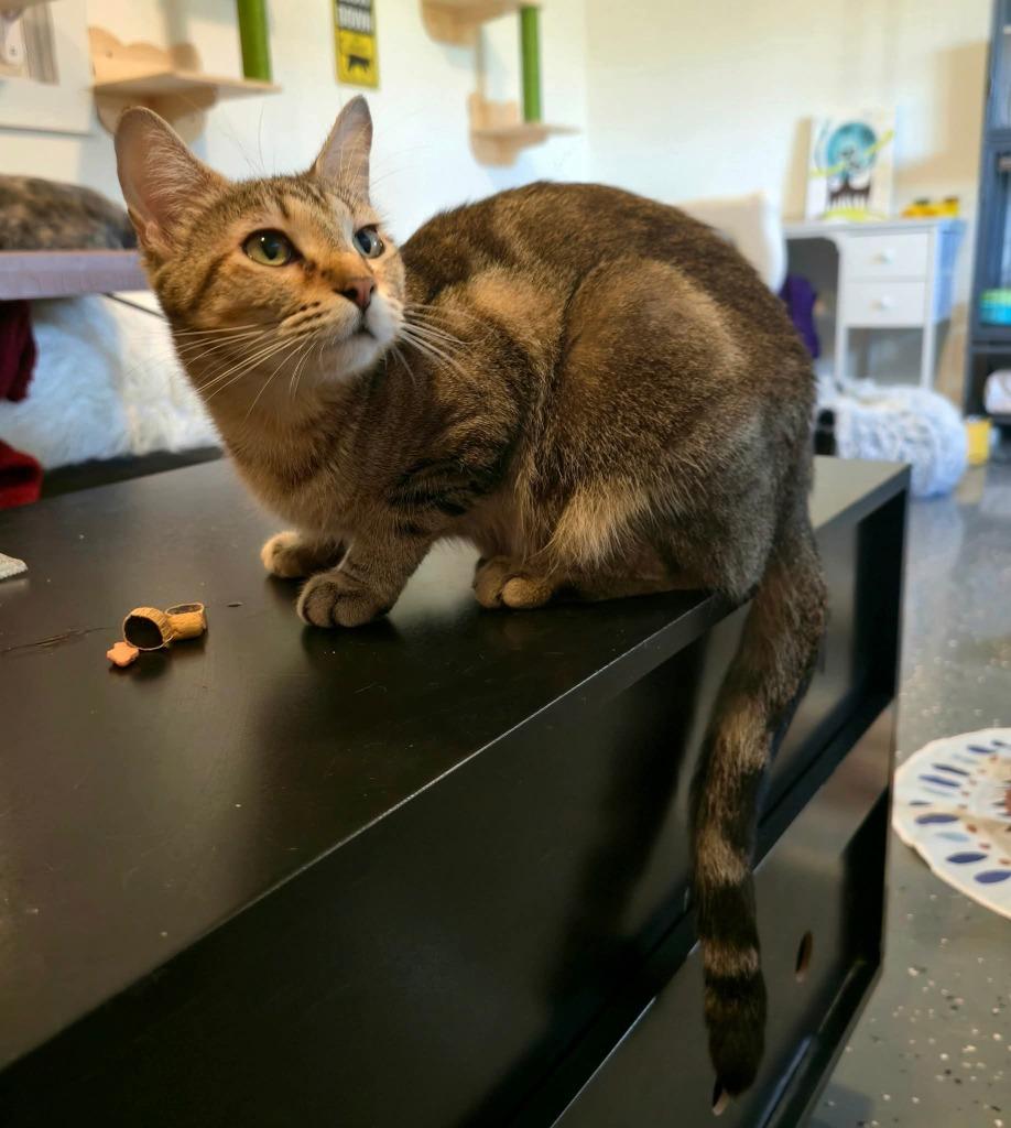 Keke, a Adoptable mixed breed in Miami, OK image 3/4