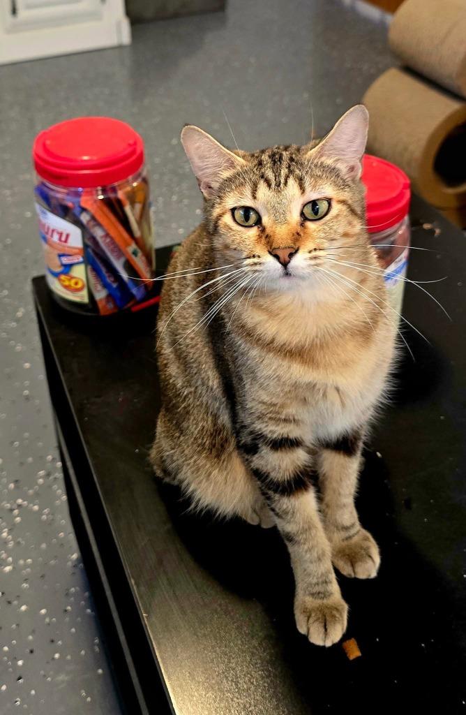 Keke, a Adoptable mixed breed in Miami, OK image 4/4