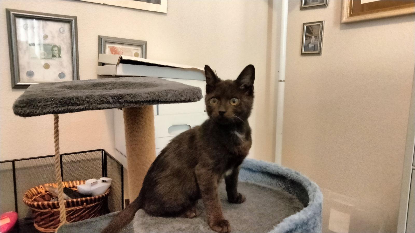 Enlarge Coal (2769) Adopted, a Adopted Domestic Short Hair in Wesley Chapel, FL image 1/1