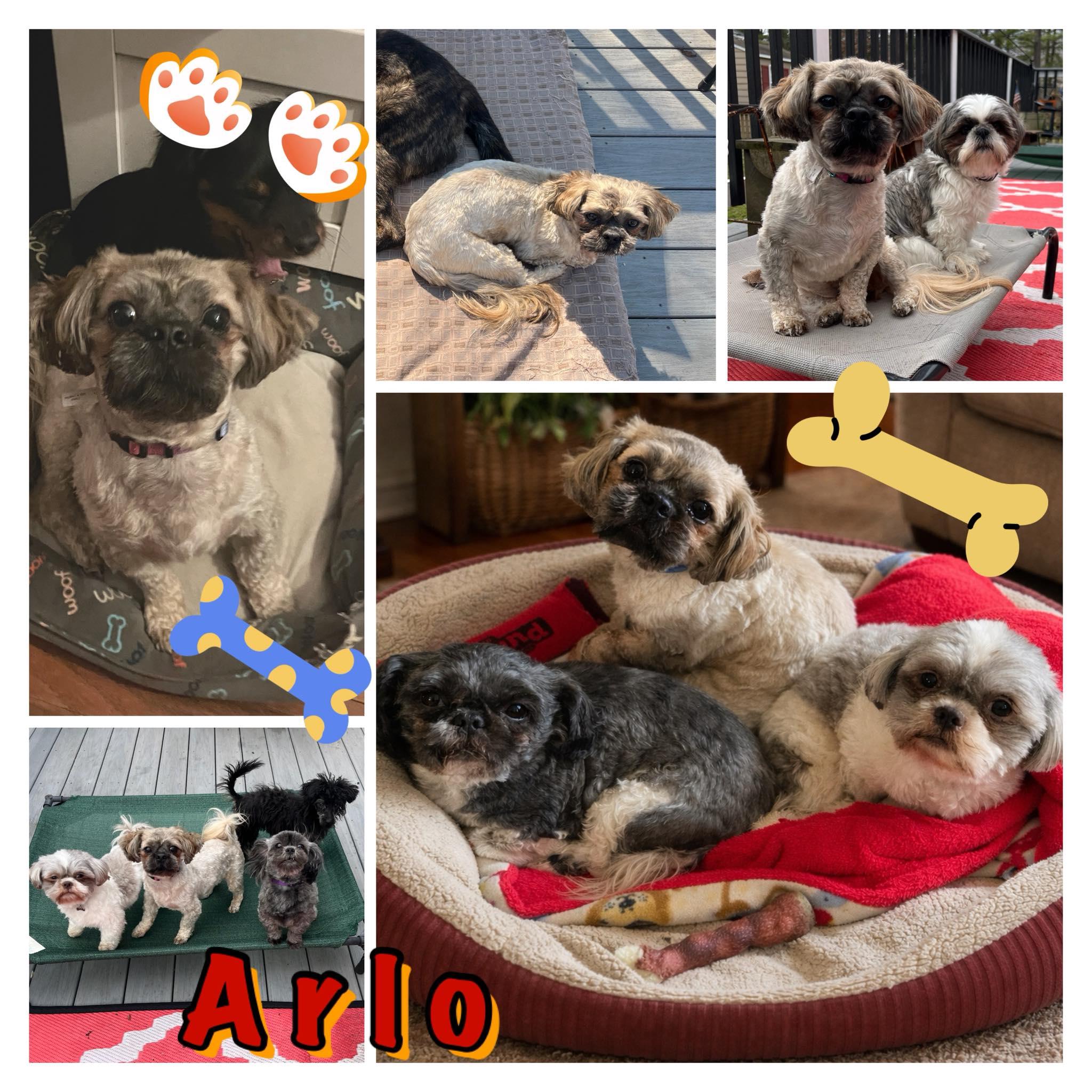 Enlarge Arlo , an adopted Shih Tzu in Richmond, VA image 2/4