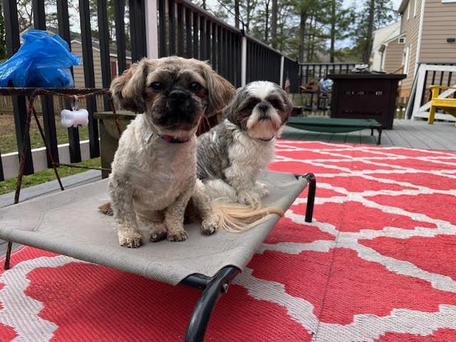 Enlarge Arlo , an adopted Shih Tzu in Richmond, VA image 1/4