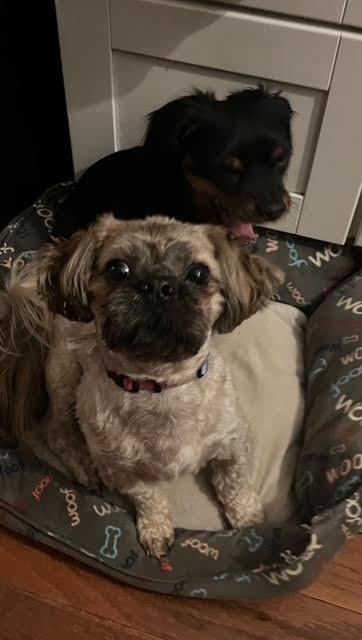 Enlarge Arlo , an adopted Shih Tzu in Richmond, VA image 4/4
