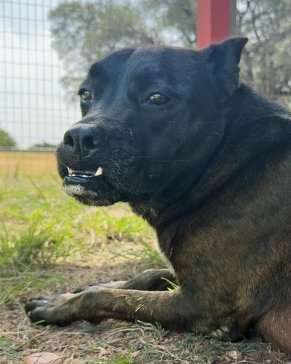 Enlarge Zahara, a Adoptable Mixed Breed in Leander, TX image 1/3