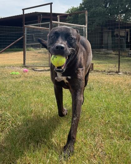Enlarge Zahara, a Adoptable Mixed Breed in Leander, TX image 1/3