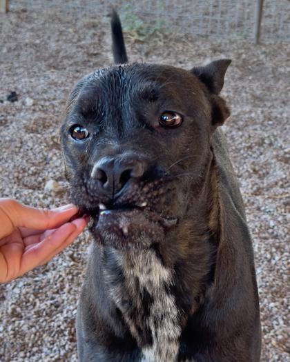 Enlarge Zahara, a Adoptable Mixed Breed in Leander, TX image 3/3