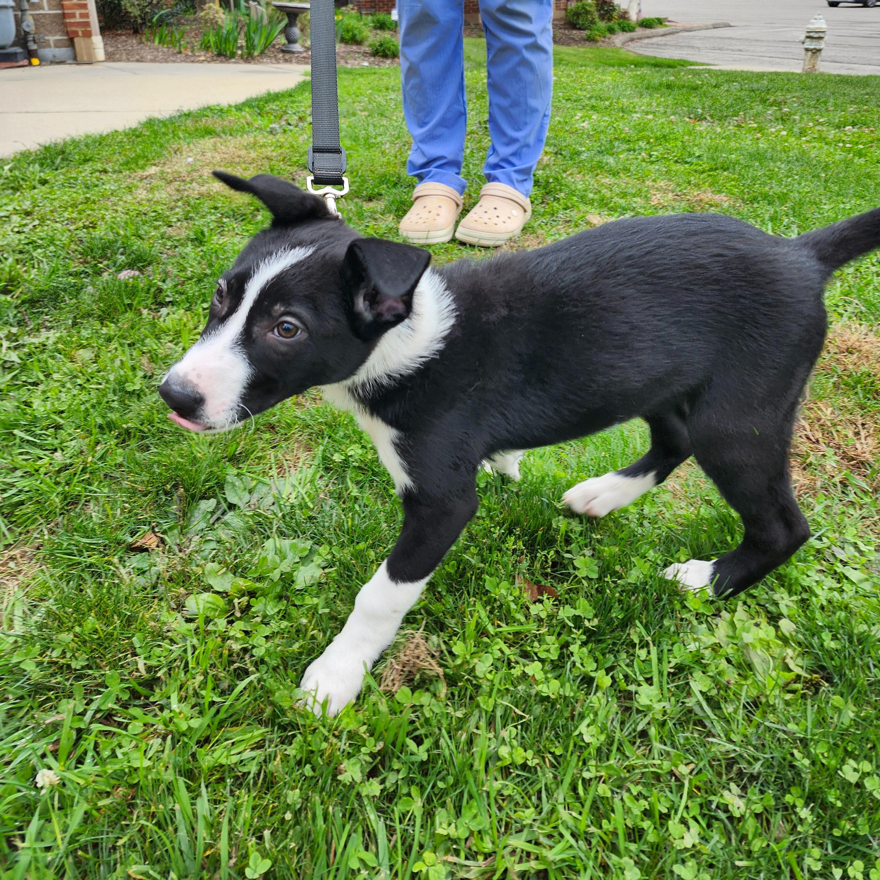 Enlarge Tzygan, an adoptable mixed breed in Renfrew, PA image 2/6
