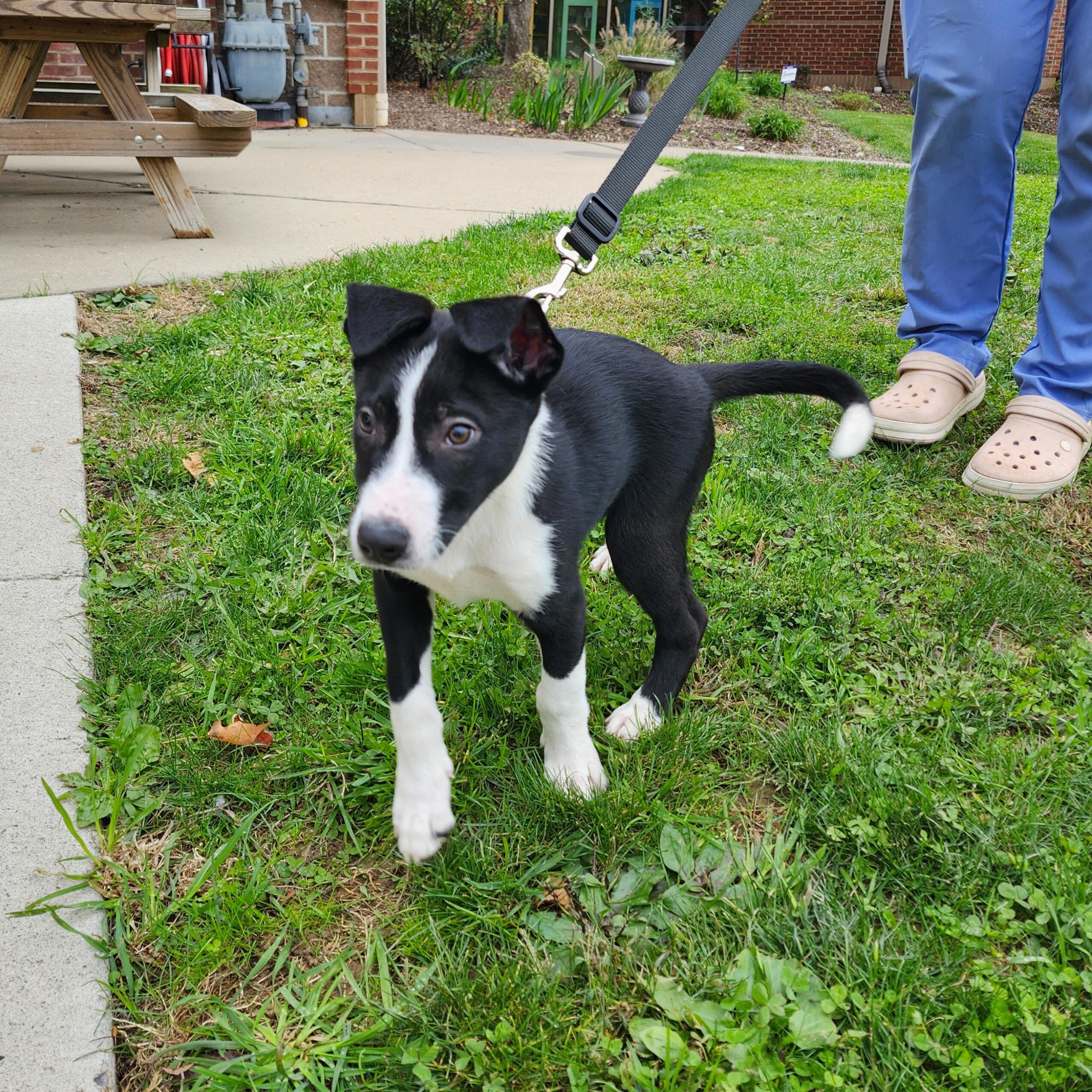 Enlarge Tzygan, an adoptable mixed breed in Renfrew, PA image 6/6