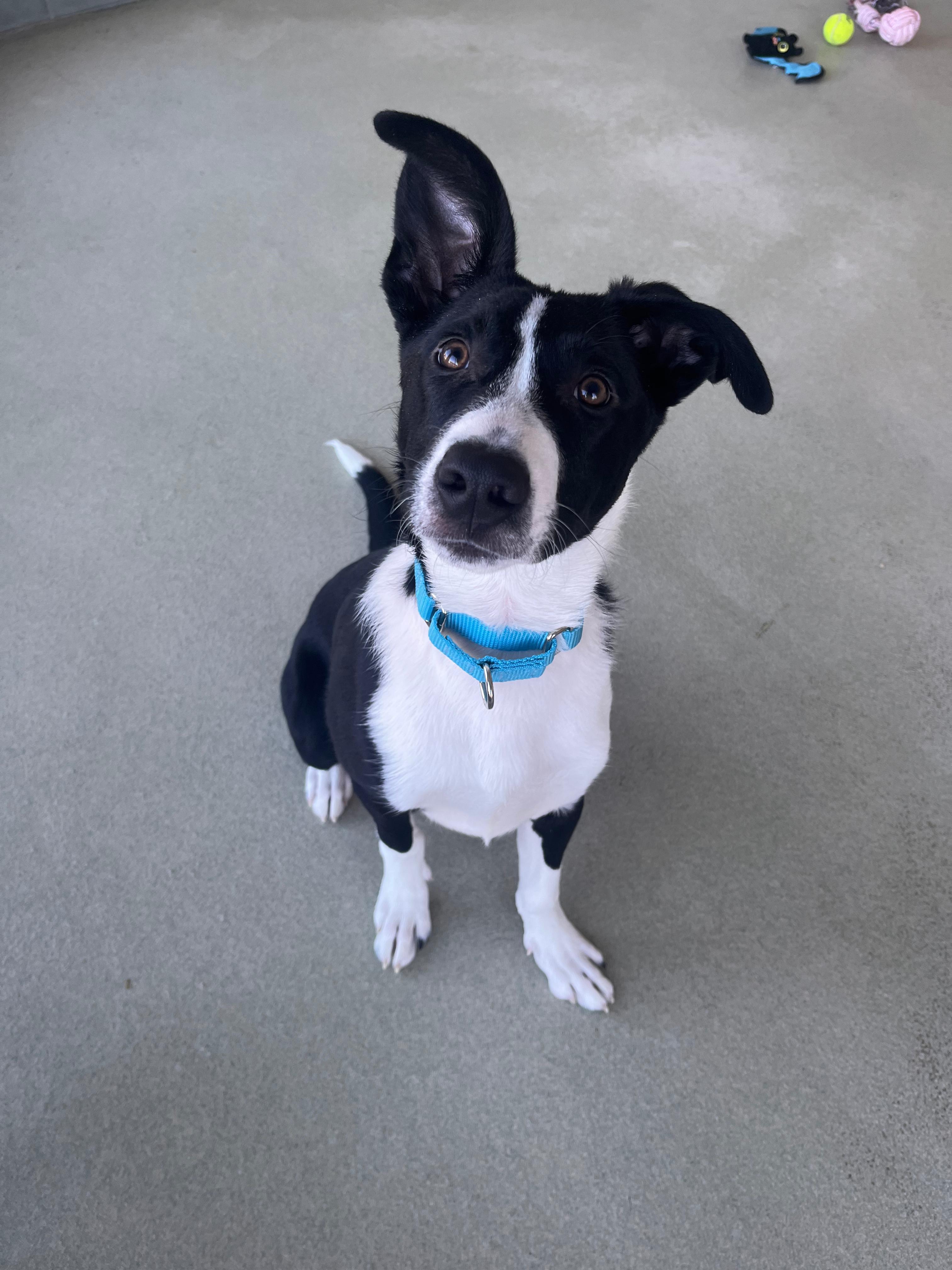 Tzygan, adoptable, Puppy Male Shepherd & Border Collie.