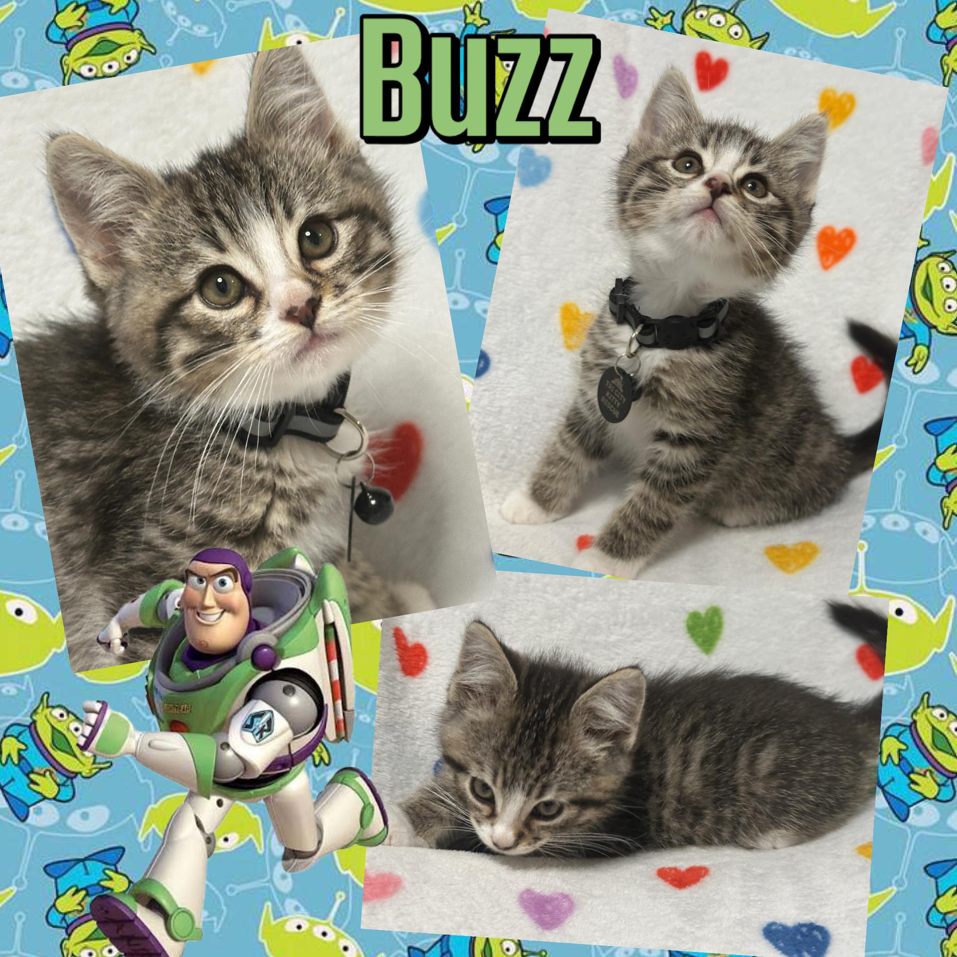 Enlarge Buzz, an adopted Tabby in Pasco, WA image 5/5