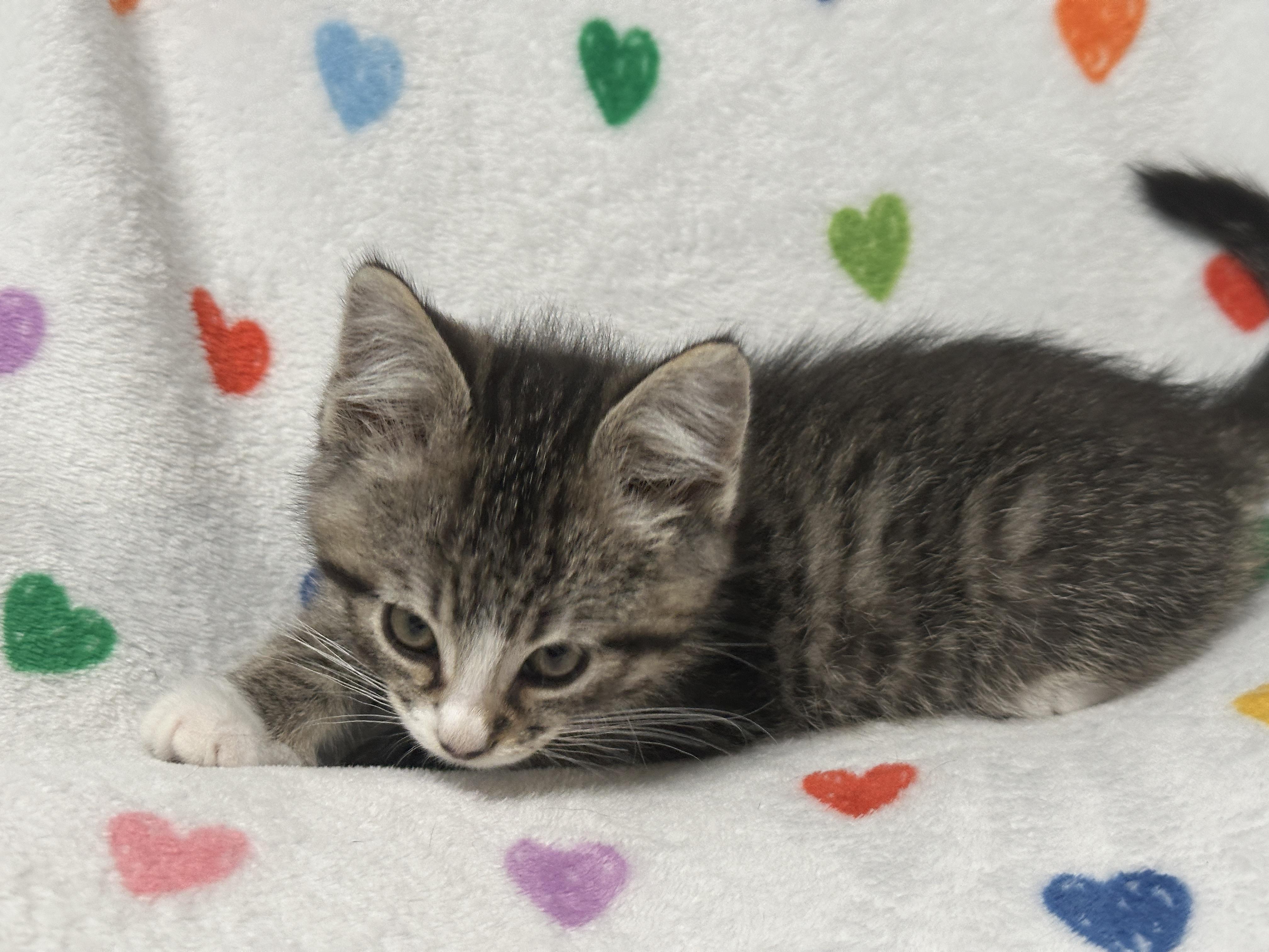 Enlarge Buzz, an adopted Tabby in Pasco, WA image 4/5
