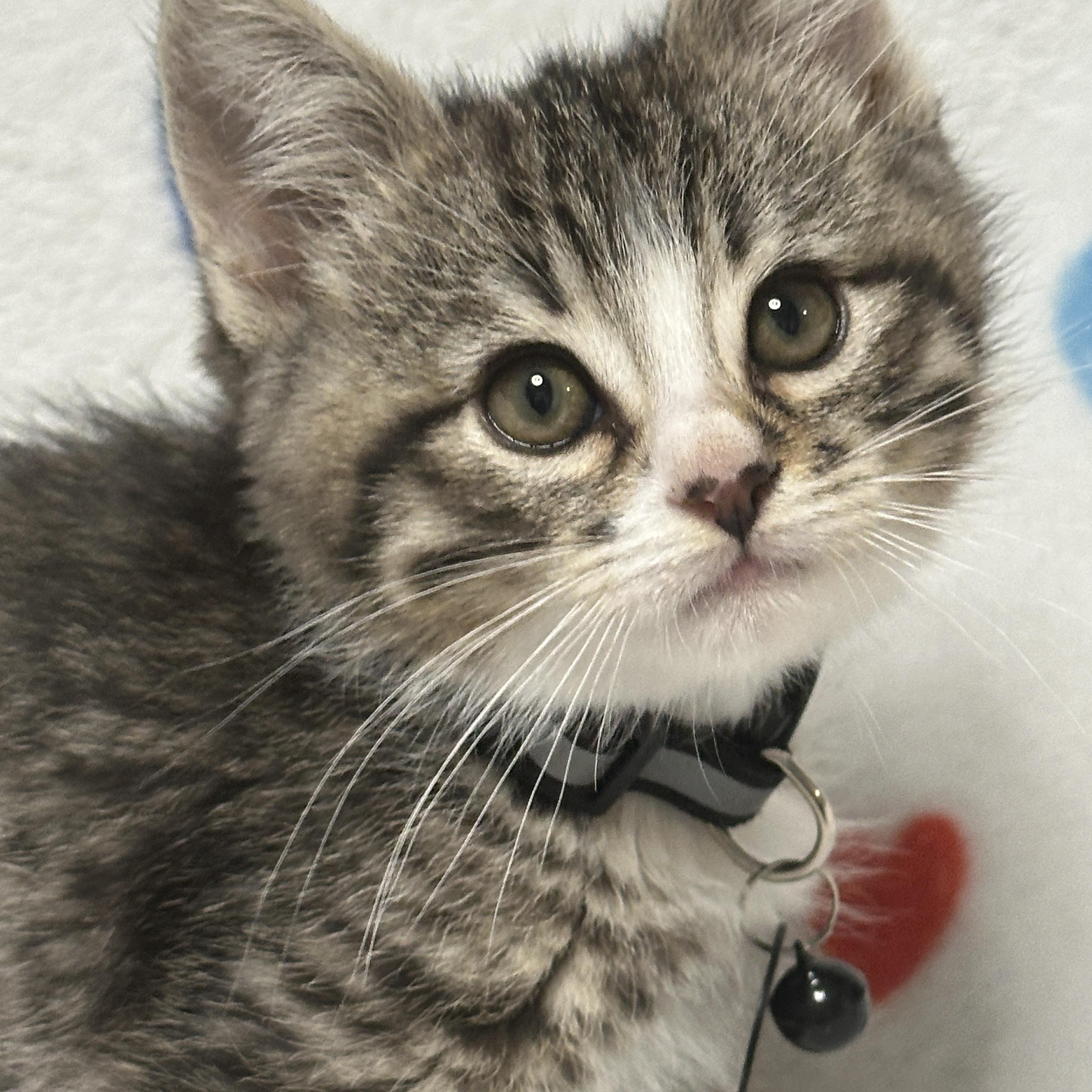 Buzz, adopted, Kitten Male Tabby.