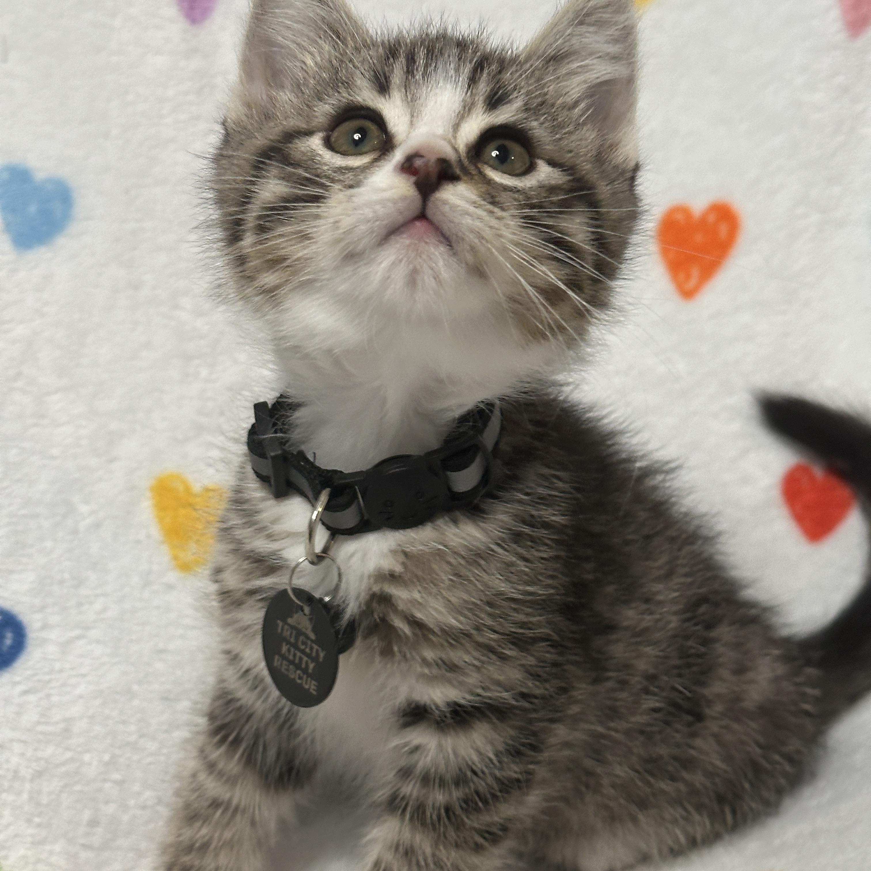 Enlarge Buzz, an adopted Tabby in Pasco, WA image 2/5