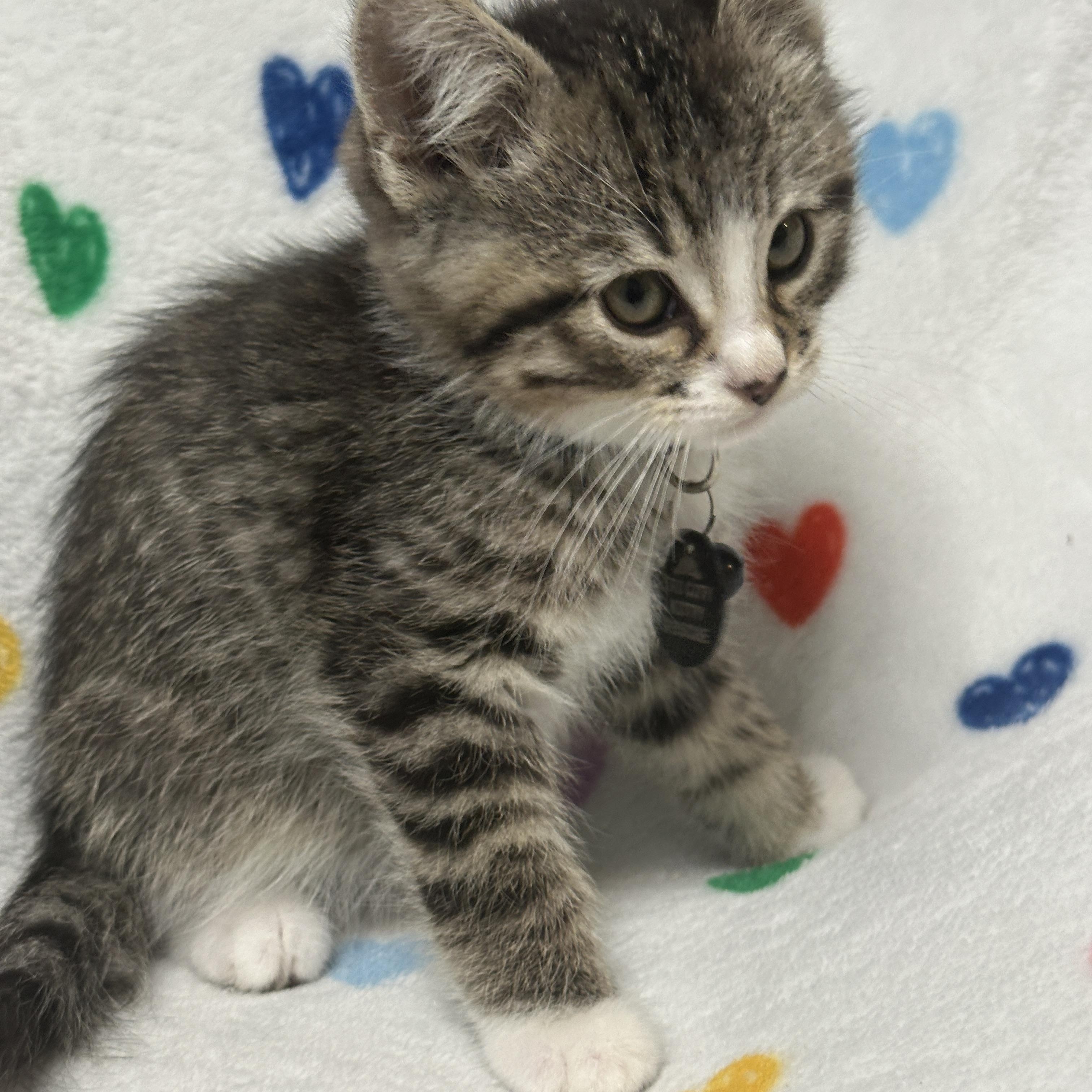 Enlarge Buzz, an adopted Tabby in Pasco, WA image 3/5