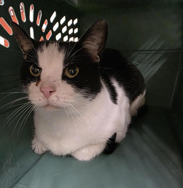 KIKI, Adoptable, Adult Female Domestic Short Hair.