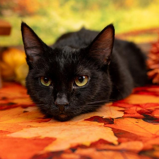 Enlarge Hook, a Adoptable Domestic Short Hair in Lapeer, MI image 2/5