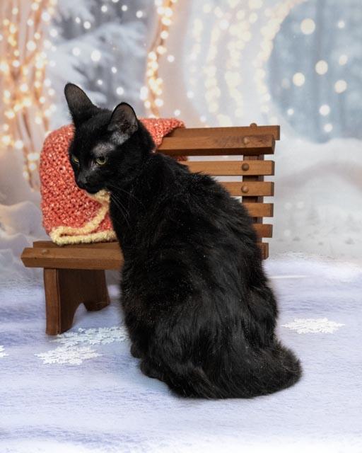 Hook, a Adoptable Domestic Short Hair in Lapeer, MI image 4/5