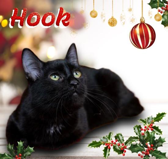 Hook, Adoptable, Young Male Domestic Short Hair.